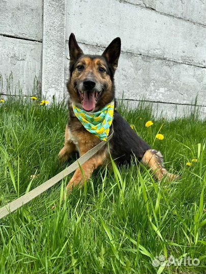 Небольшая овчарка ищет дом