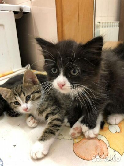 Котята 2мес ищут дом