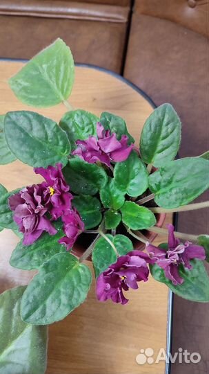 Цветущая фиалка