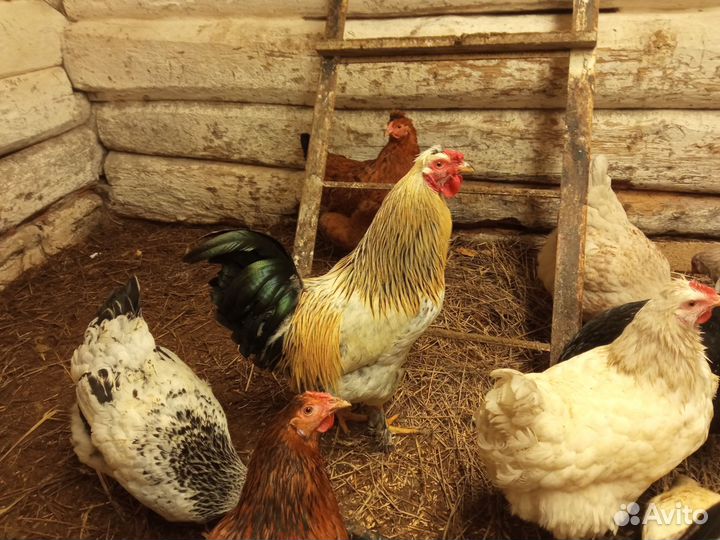 Яйца домаших кур