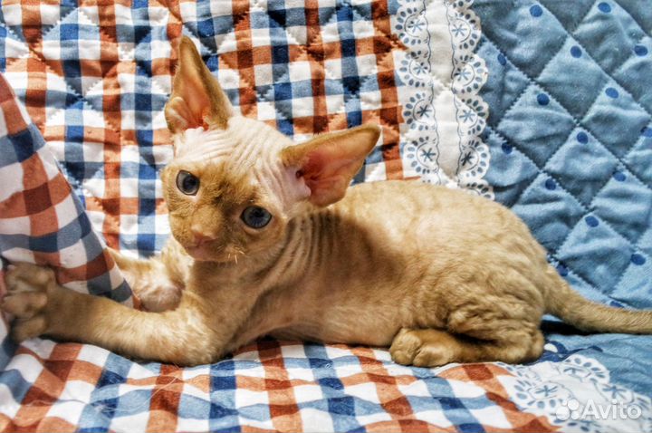 Котята Девон-рекс