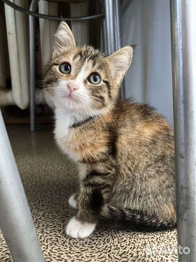 Трехцветная кошечка