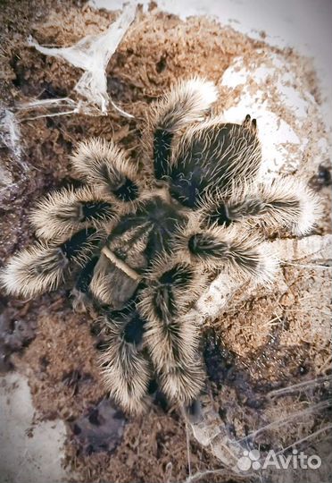 Паук птицеед