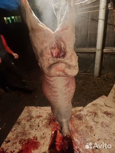 Продам овец, мясо баранины