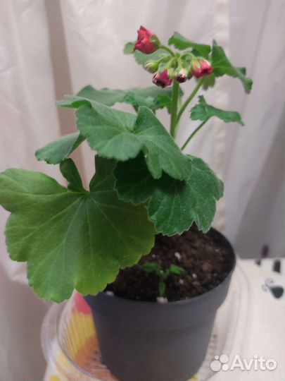 Пеларгония герань сортовая