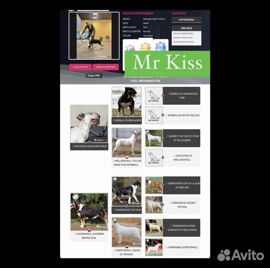 Вязка стандартный бультерьер