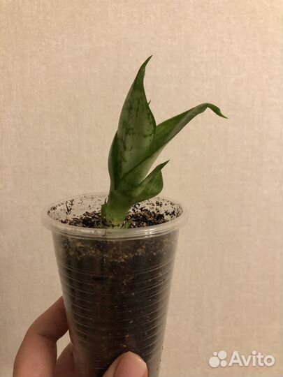 Сансевиерия ханни