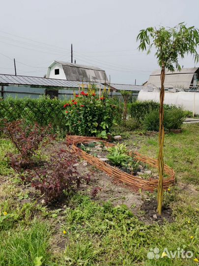 Витое дерево из ивы