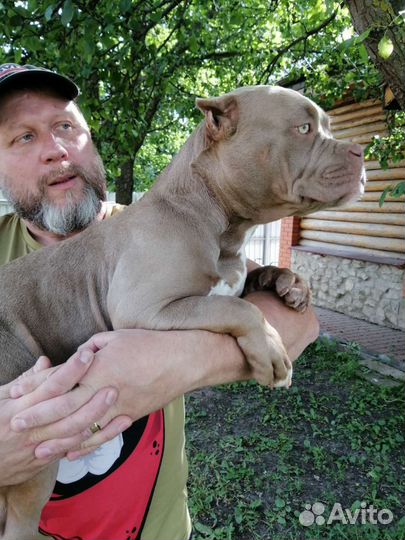 Американский булли девочка