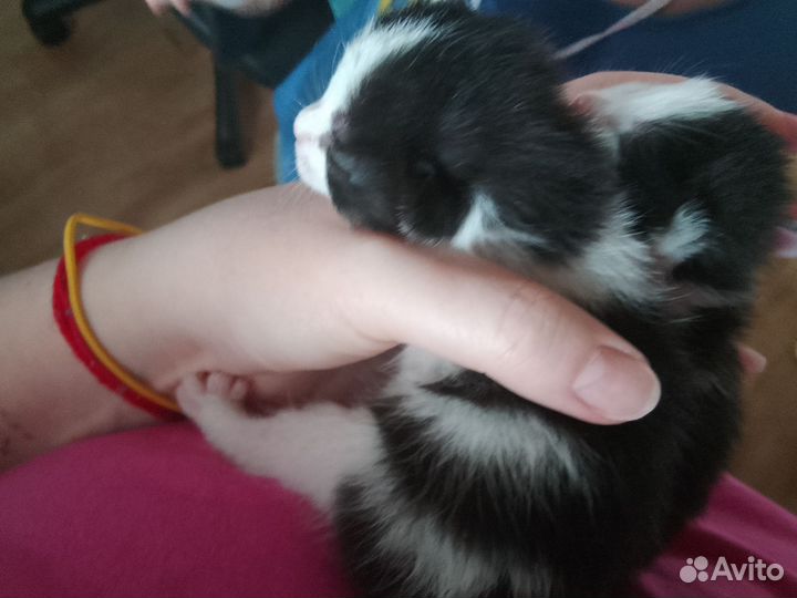 Котята мальчик и девочки