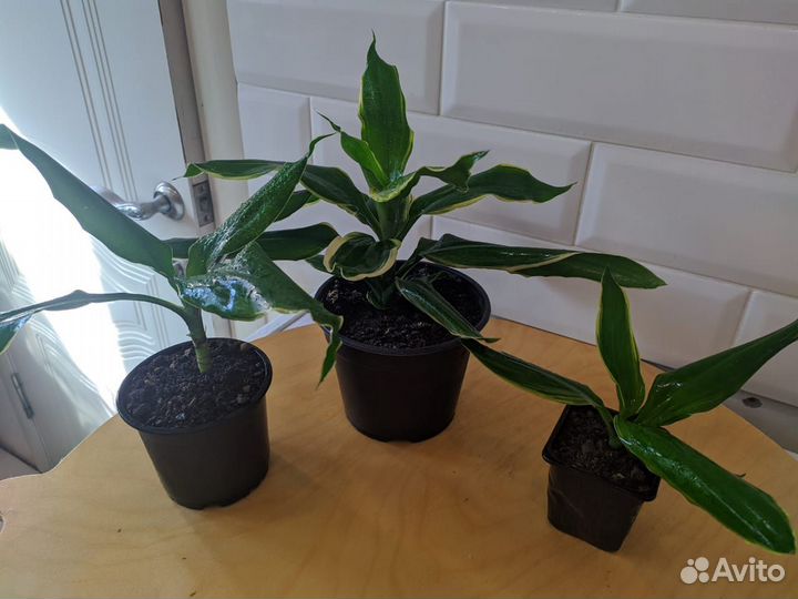 Драцена душистая