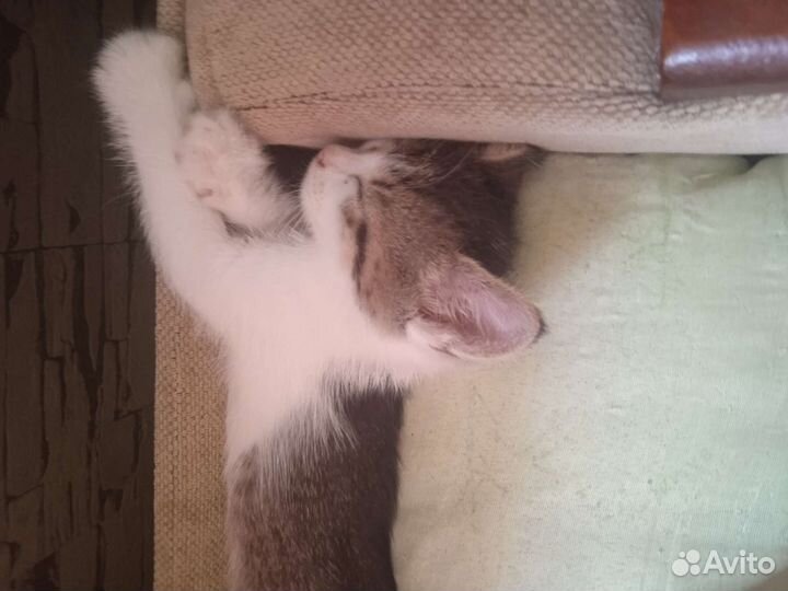 Котята в добрые и любящие руки