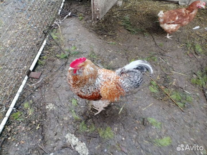 Молодые петухи