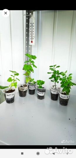 Хризантема шаровидная, астра новобельгейская