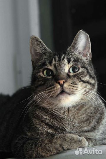 Европейская бездомная кошка Шипучка