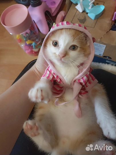 Котенок Антошка в поисках Человека