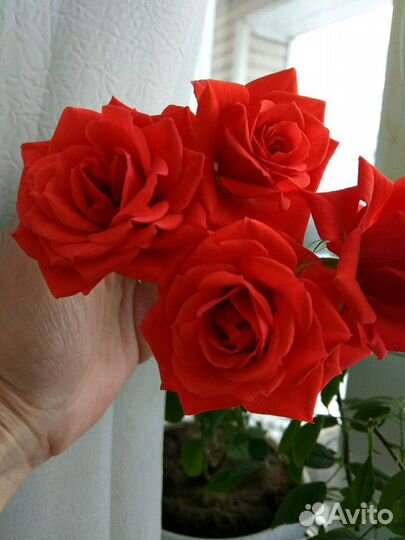 Комнатная мини роза, алая