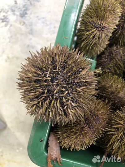 Морской еж,живой.И другие морепродукты