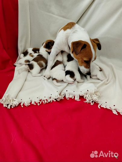 Собаки щенки