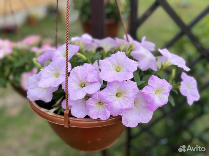 Петунья ампельная