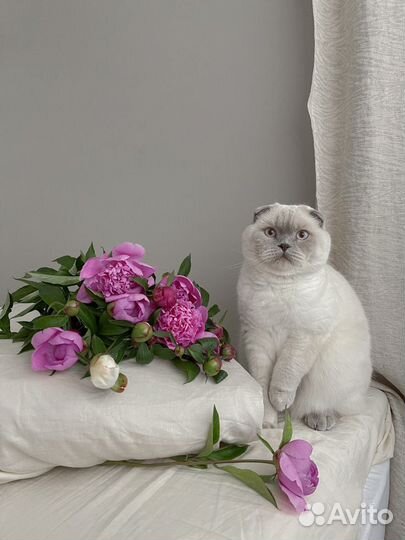 Вязка Мультисекс