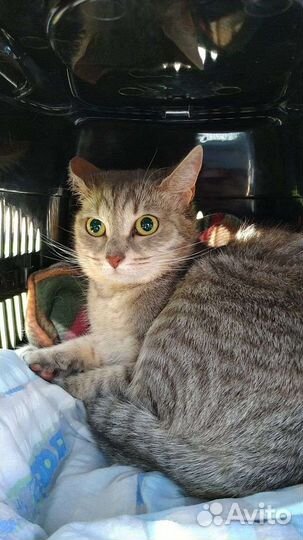 Кошка в добрые руки
