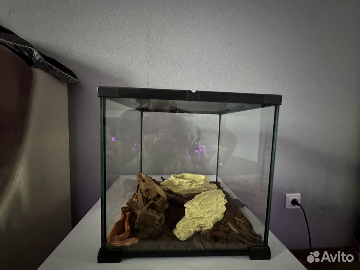 Моисовый полоз