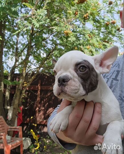 Французский бульдог