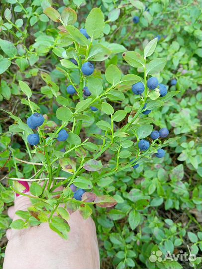 Черника свежая лесная, с доставкой