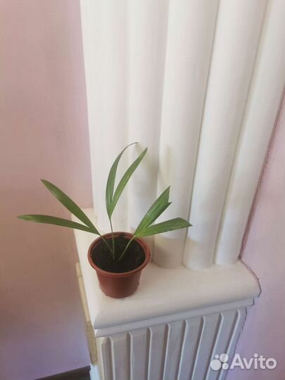 Комнатные цветы - Пальма арека укоренённые ростки