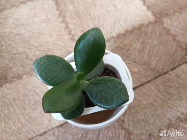 Комнатные и офисные цветы