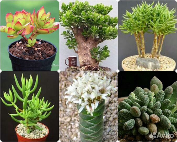 Crassula Крассулла, разные виды,21 вид, семена
