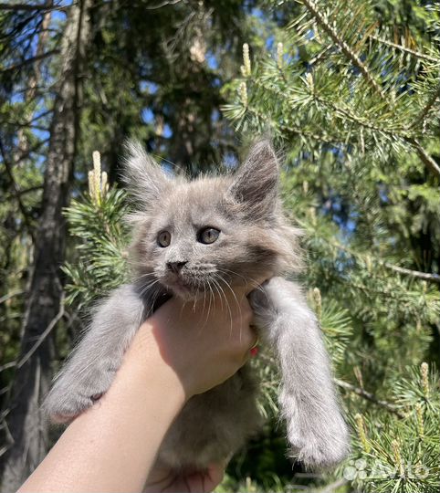 Котята Мейн Кун