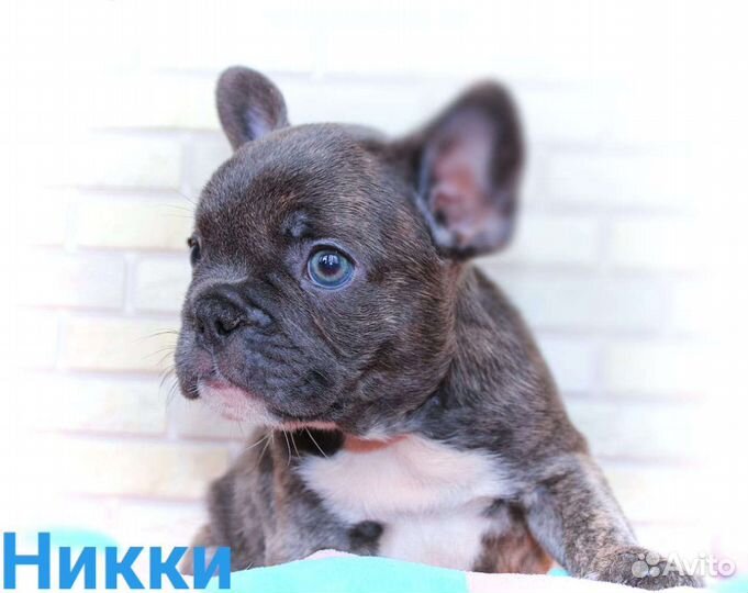 Французский бульдог щенки