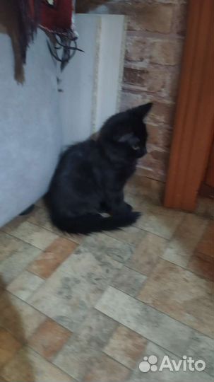 Котенок в дар бесплатно