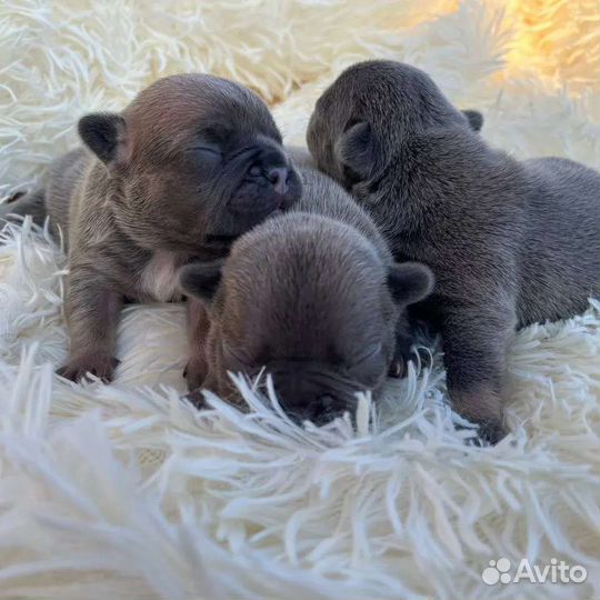 Французские бульдоги цветные мальчики