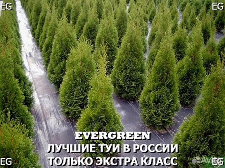 Туи вип класса