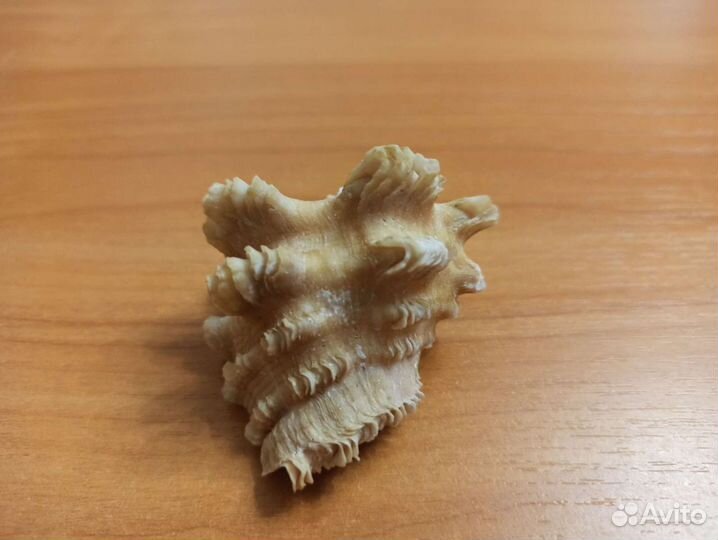 Морская раковина