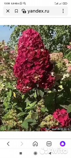 Гортензия Самарская Лидия