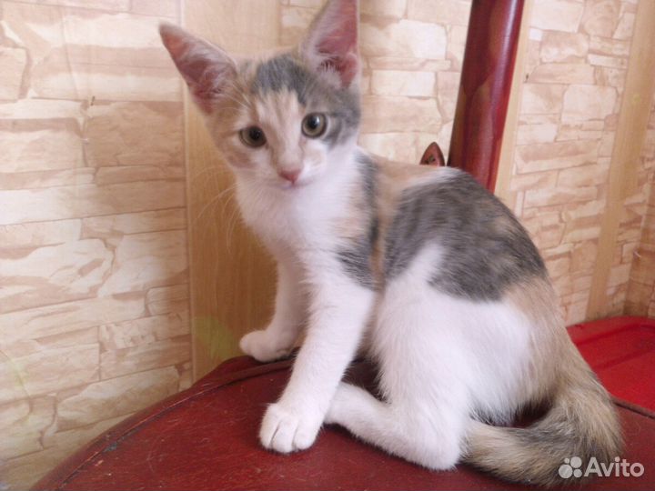 В добрые руки