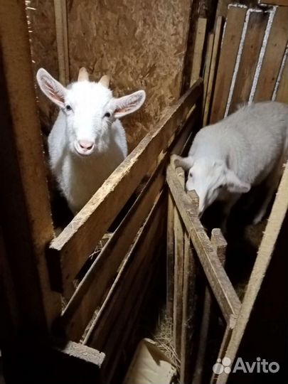 Козы и козлята