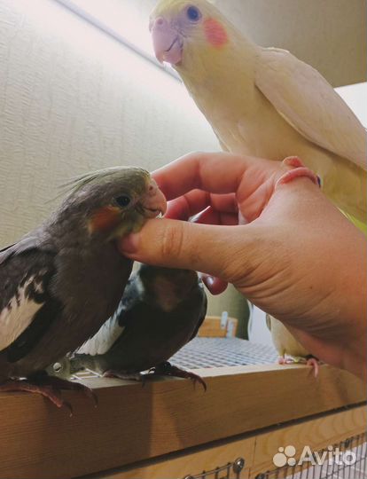 Суперручные птенцы кореллы выкормыши