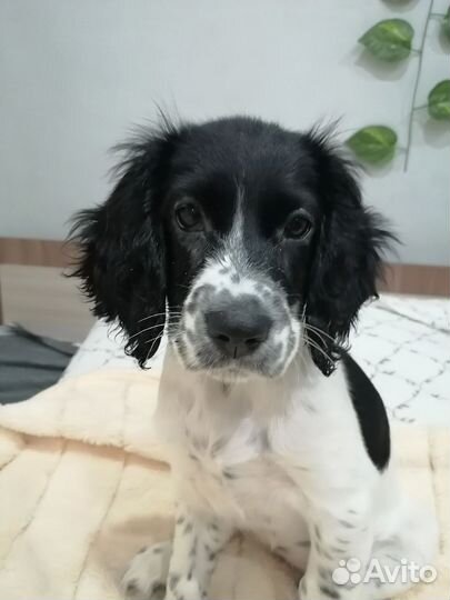 Русский спаниель