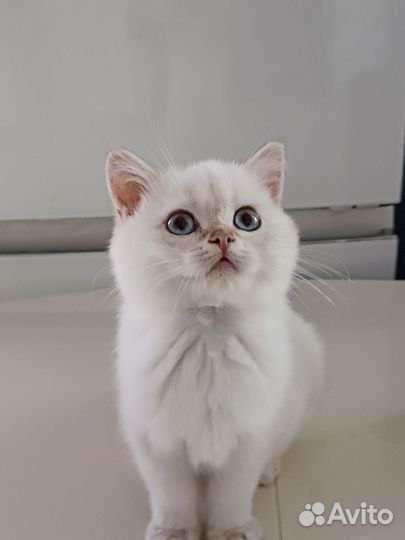 Шотландская короткошерстная