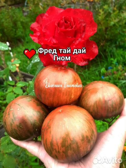 Семена томатов Гномы