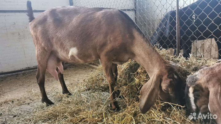 Англо нубийские козы дойные