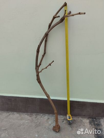 Виноградная лоза, очищенная коряга