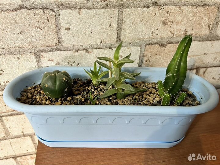 Суккуленты и кактусы коллекционные