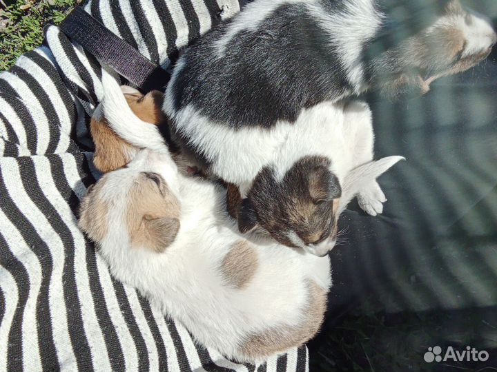 Собака в добрые руки отдам бесплатно
