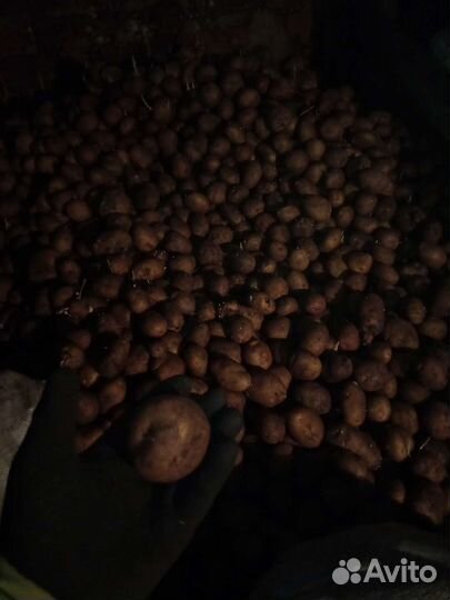 Семенной картофель, можно на еду